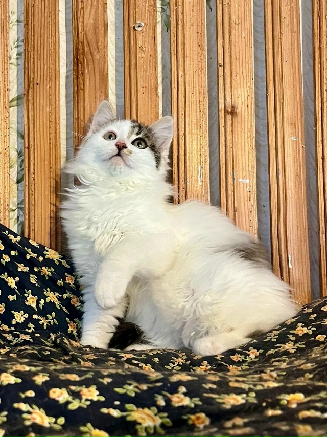 КОТЯТКАМ ищем ДОМ, самый лучший 🏡
Друзья, у нас целая ?...