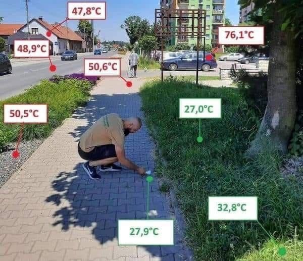 Вот для чего нужны деревья