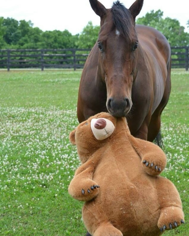 У некоторых лошадей есть свои мягкие игрушки для эмоци...