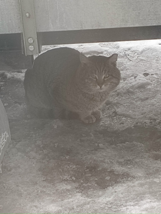 🐱Прибился кот🐱, на Комарова(возле школы √2). Видно чт?...