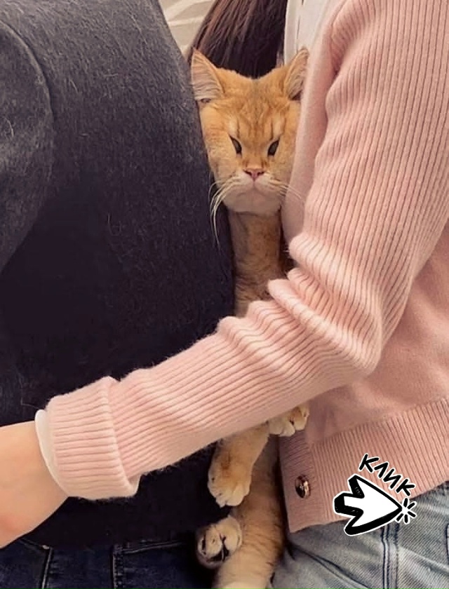 Зафиксировали, котик в безопасности, но не в комфорте...