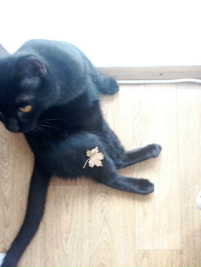 Трехлапый особенный Малевич ощутил осень 🍁🍂