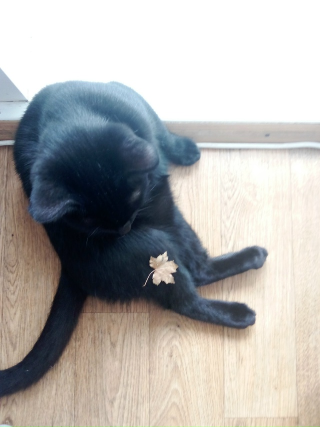 Трехлапый особенный Малевич ощутил осень 🍁🍂