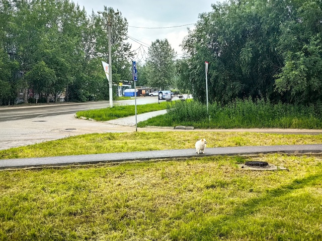 Чей пёсель. Видно потерялся. Бегает в 5 микрорайоне.