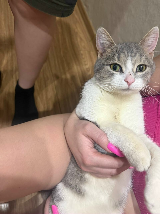 нашли кошку по адресу советская 7, подъезд 4.
Ищем хозяе?...