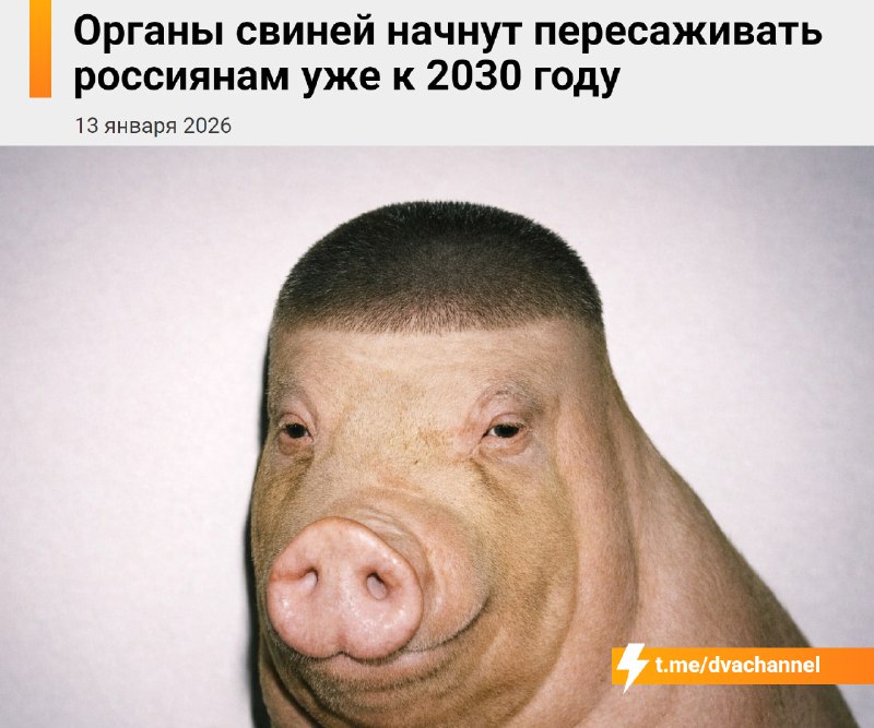 ⚡️К 2030 году россиянам начнут пересаживать органы свиней — эти операции планируют делать по обычном