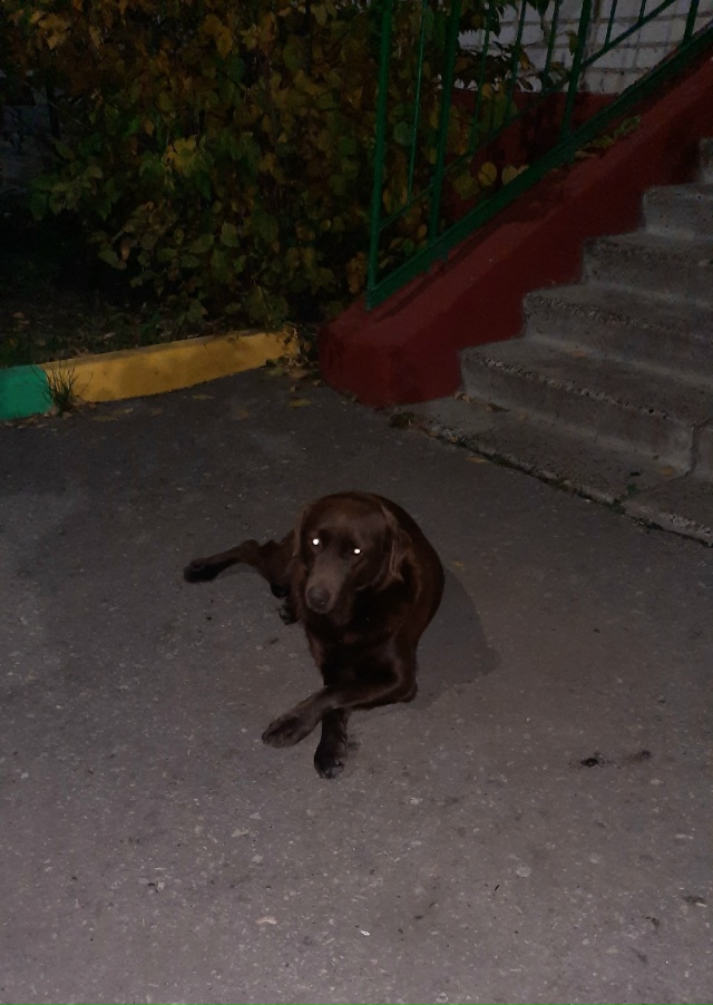 Чей собакевич? Добрый, ласковый. Предположительно моло...