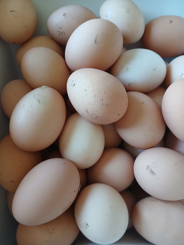 Продам домашние куриные яйца 80 р / дес .
89022478162