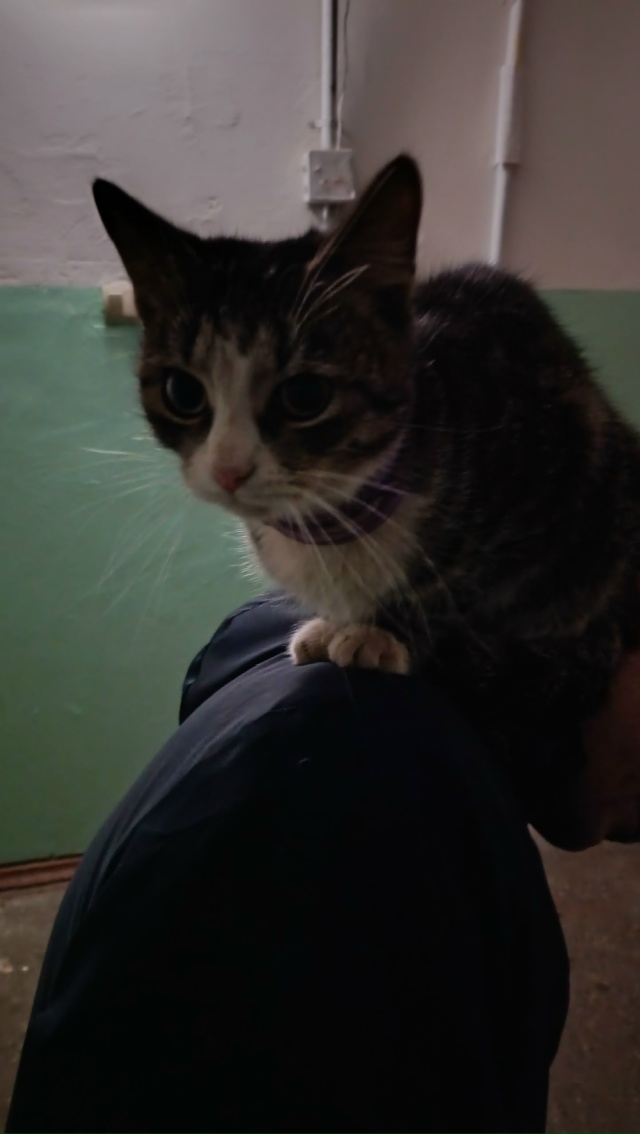 Молодая кошечка месяца 3-4, с очень красивым окрасом и с?...