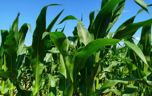 По дороге в Ольховку....🌽🌽🌽