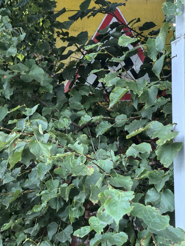 Городские службы, приведите, пожалуйста, участок троту...