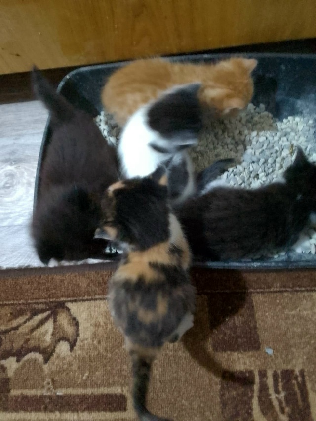 Отдадим в добрые руки пушистых комочков!! Кушают самос?...