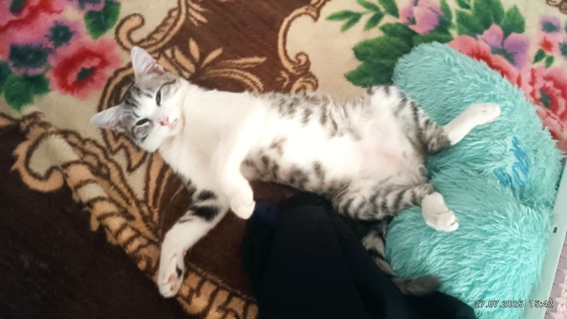 Потерялся котенок в районе колхозного рынка на улице к...