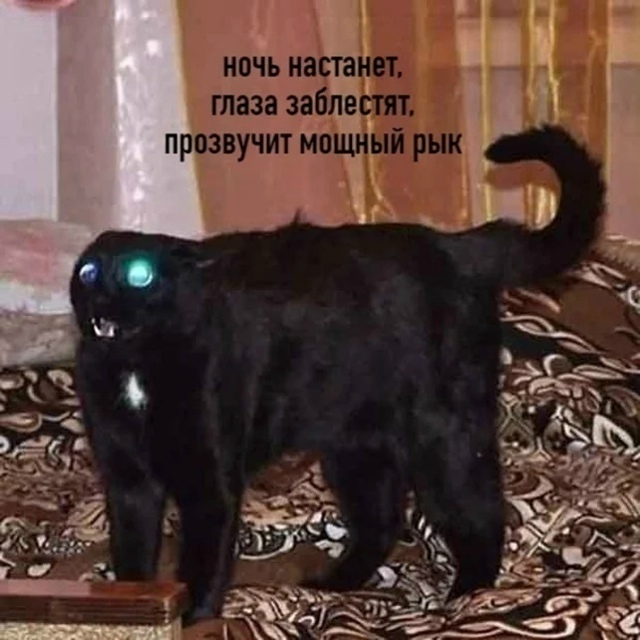 Цoй пo-котeйски (полная версия)