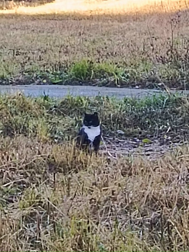 Здравствуйте, у третьей школы в Апатитах, кошка сидит в...