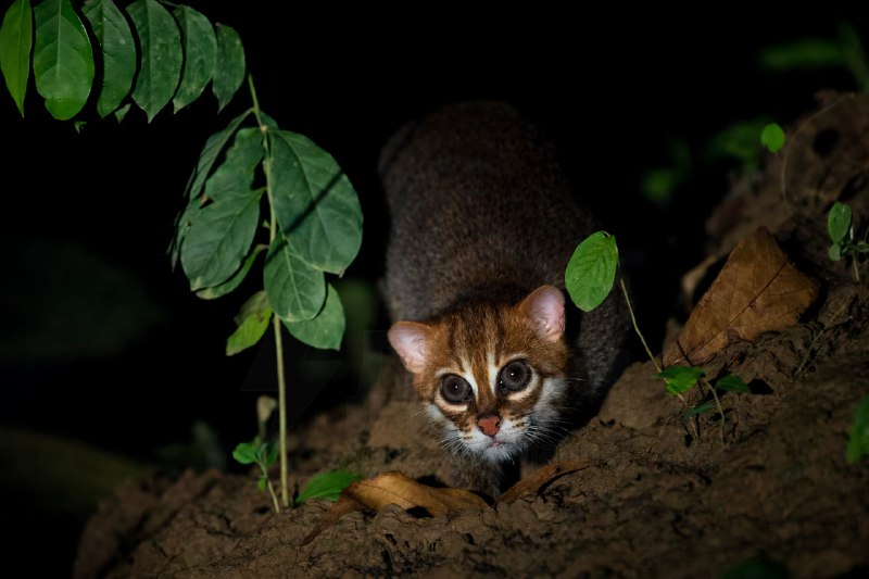 В Таиланде впервые за 30 лет нашли редкую плоскоголовую кошку: долгое время считалось, что она в эти