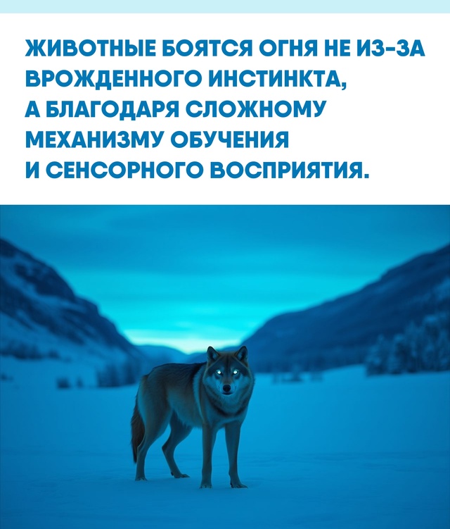 Мы часто упрощаем поведение животных, сводя его к набо?...