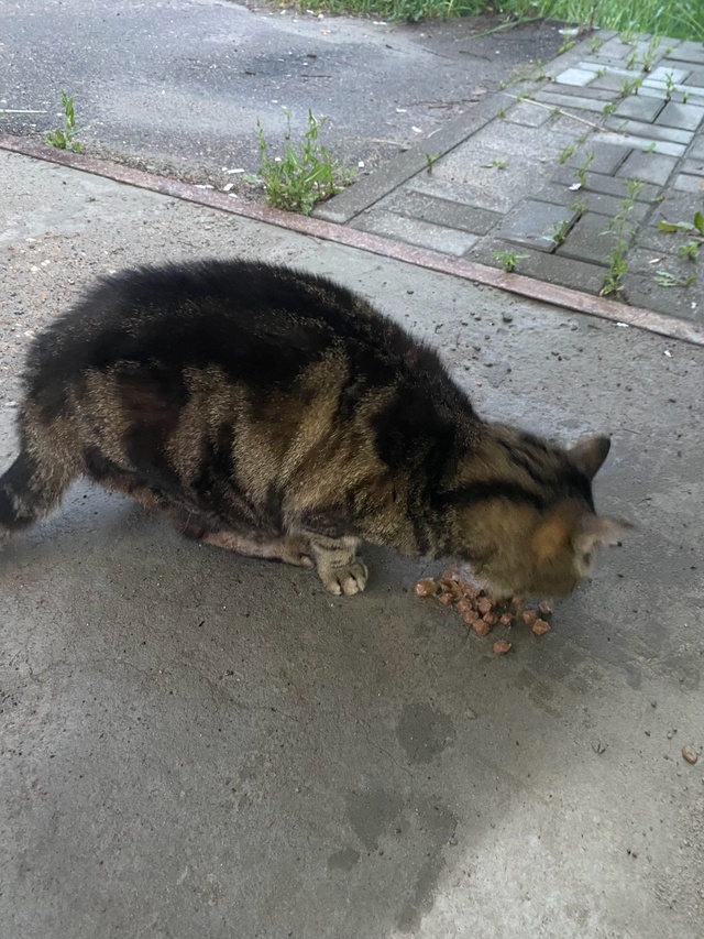 Пришла кошечка/или кот,не присматривалась
Ласковая,не?...