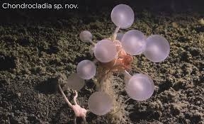 🧫 В Антарктиде нашли 30 неизвестных существ.
Учёные н...