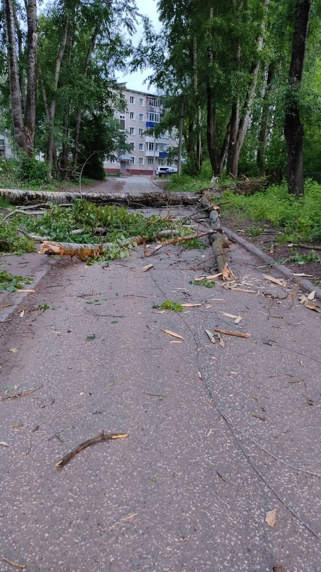 На Лермонтова снова падают деревья.