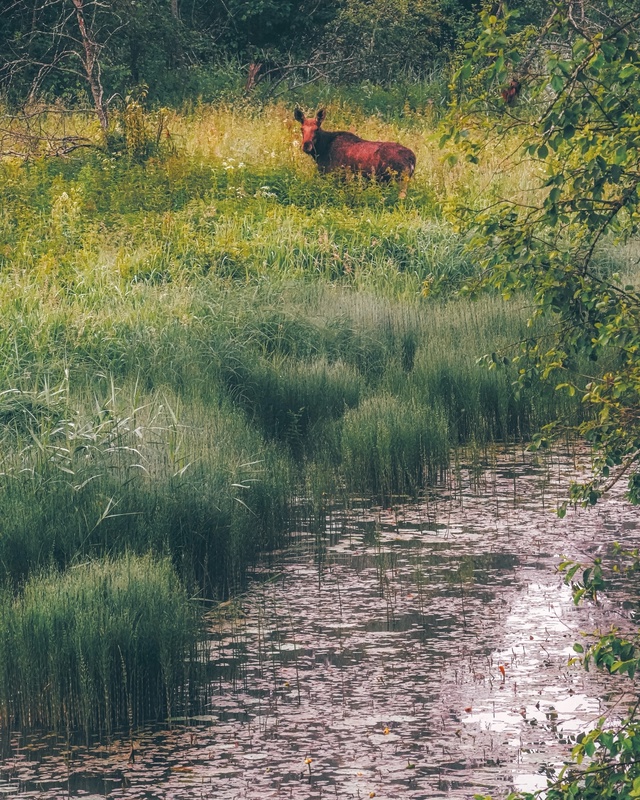 Утренний лосяш у реки Сутка 🦌
📷 Сергей Чекалов