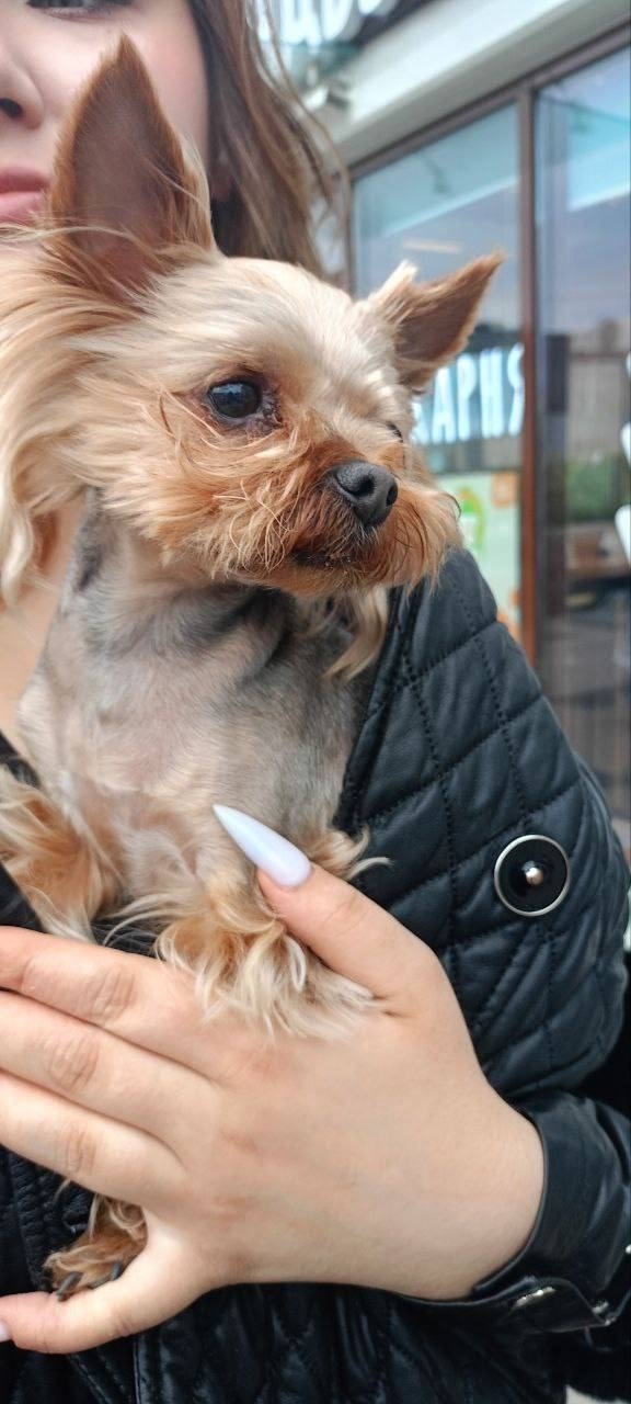 В Пениках, в районе магнита, найдена собака.