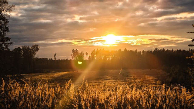 Красивые кадры от Орехово-Зуевского лесничества 🍂
