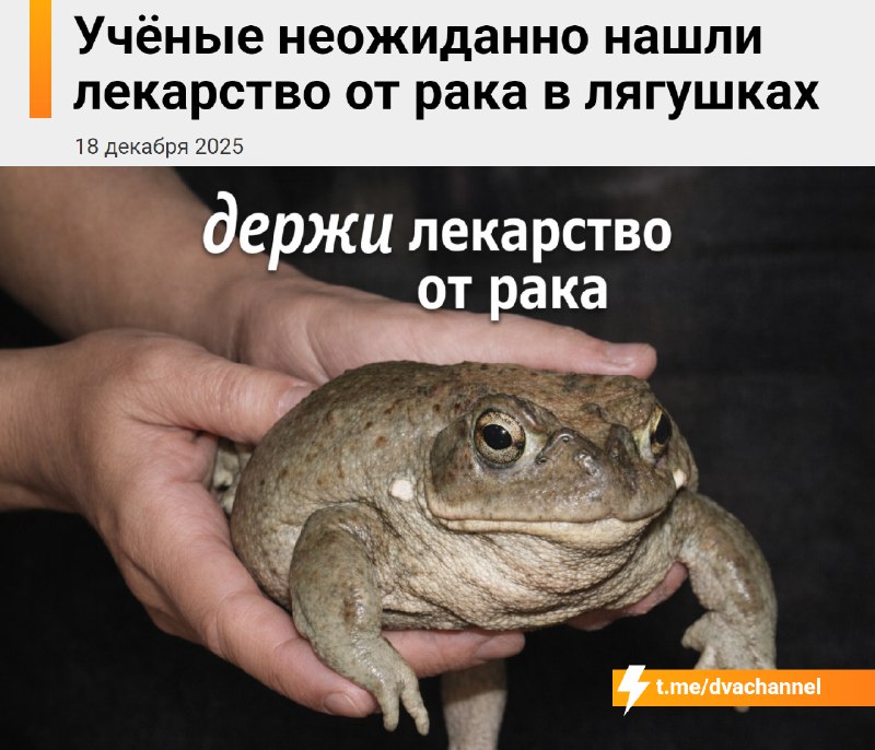❗️Учёные нашли лекарство от рака в… лягушках
Исследователи заметили, что у лягушек и рептилий опухо