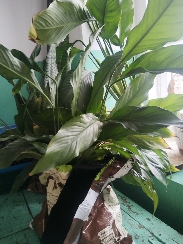 Отдам цветы Сосногорск