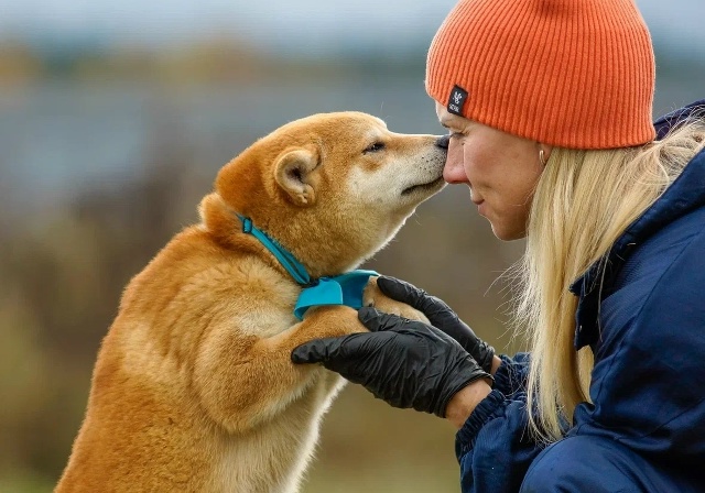 Ищем любящий дом для Доума — очаровательного Сиба Ину ...