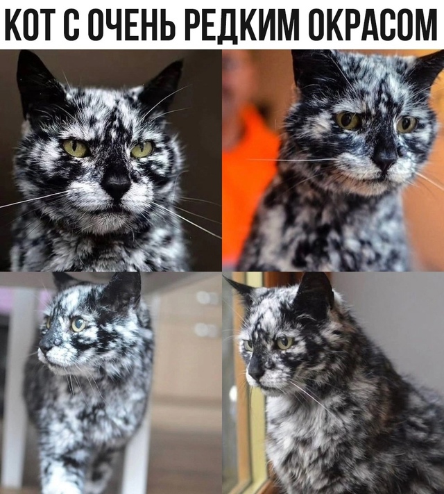 Пабло Кошкабар