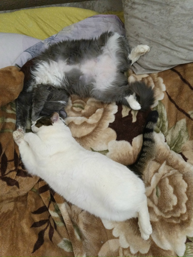 Кокос и Ксю - в теплых и в мягких объятиях дивана...