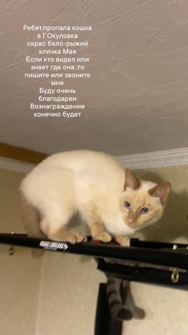 Добрый день
Прошу вас о помощи🥺😔
Пропала кошка в Г.О?...