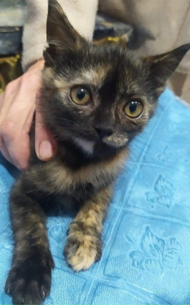 🐈❤️Красивая и очень ласковая малышка в хорошие руки?...