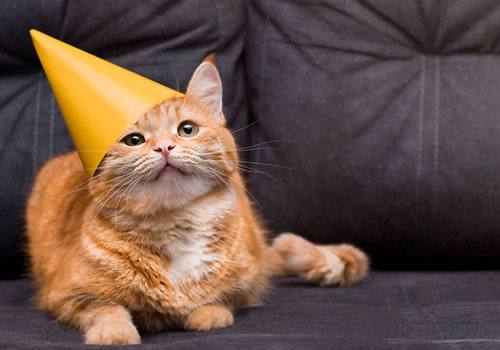 🐈‍⬛ Кошка, никогда не покидавшая квартиру, способна вернуться к хозяевам, если её увезли за сотню ки