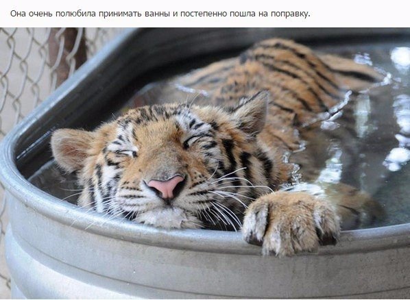 Невероятное преображение тигрицы спасенной из цирка =>