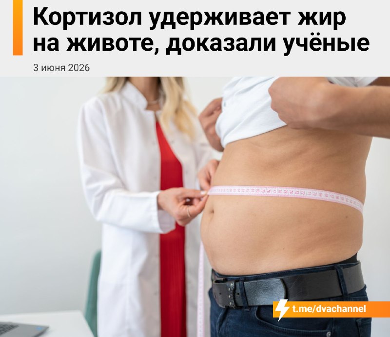 Учёные доказали, что кортизол способствует накоплению жира на животе
При высоком уровне кортизола о