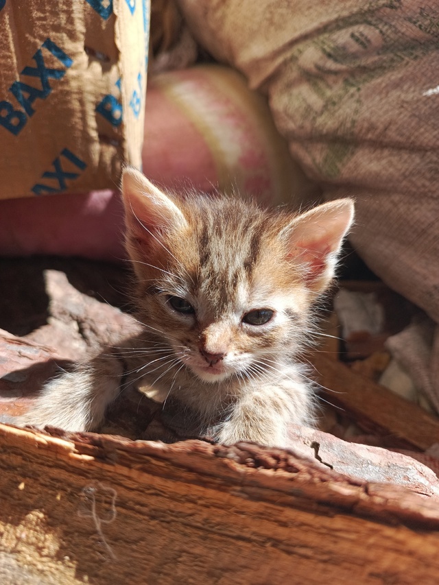 Котятки ищут любящую семью)
Все умнички)