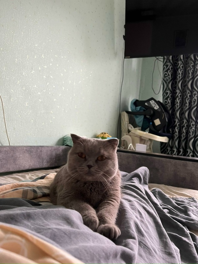 СРОЧНО!! Кошечка - британка, в самые добрые руки!! Девчо?...