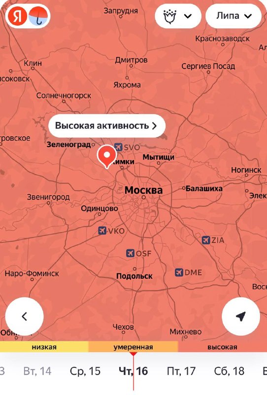 Аллергикам приготовиться: до следующей недели в регионе будет активно цвести липа, сорняки, полынь и