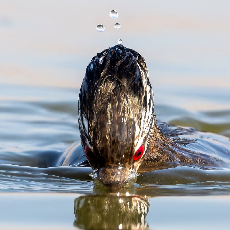 В Южной Америке нашли птицу с Шаринганом
Зовут её белохохлая поганка. Её главная фишка — ярко-красн