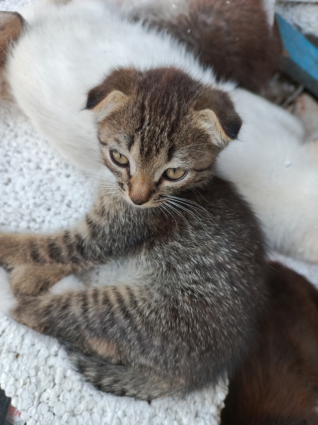 Котятки ищут любящую семью)
Все умнички)