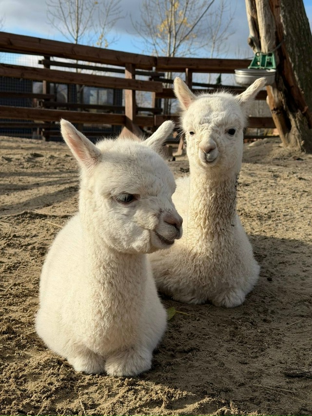 😌 Немного полюбуемся на этих пушистиков из Белого кол...