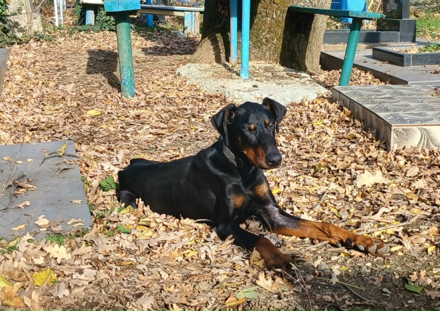 Чей пёсель на кладбище на Советов?с ошейником, худющий.