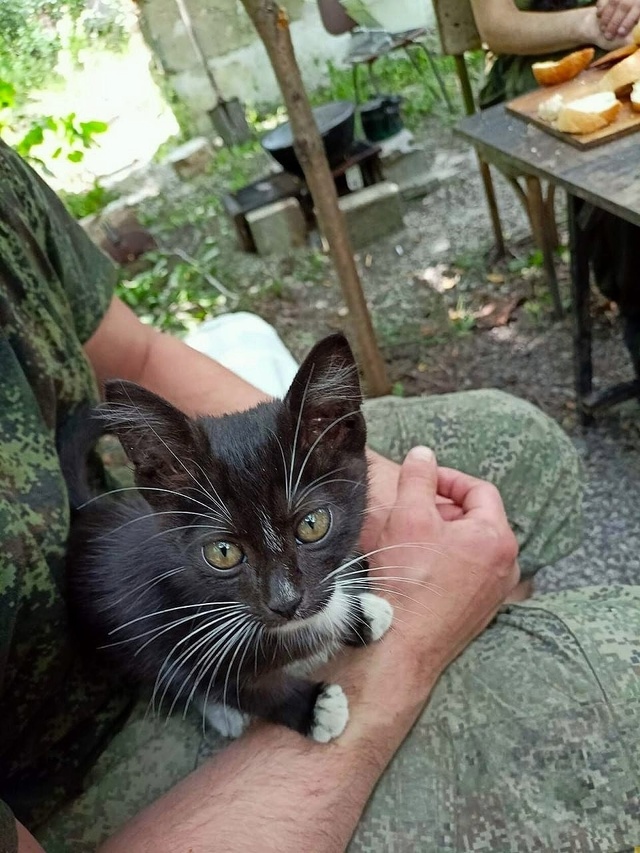 Боевой помощник👍