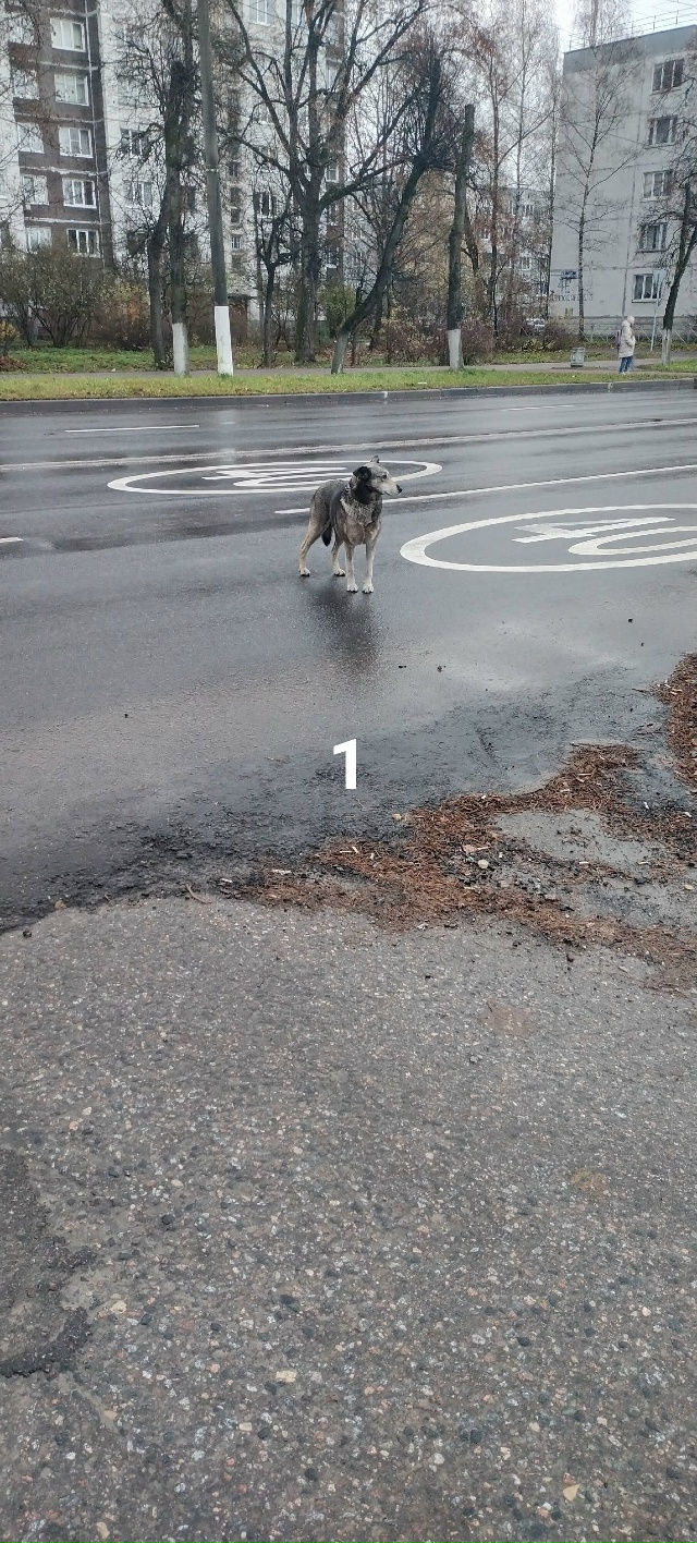 #ПотерялиНашшлиПомогите
1 Бегает по дороге на Старору...