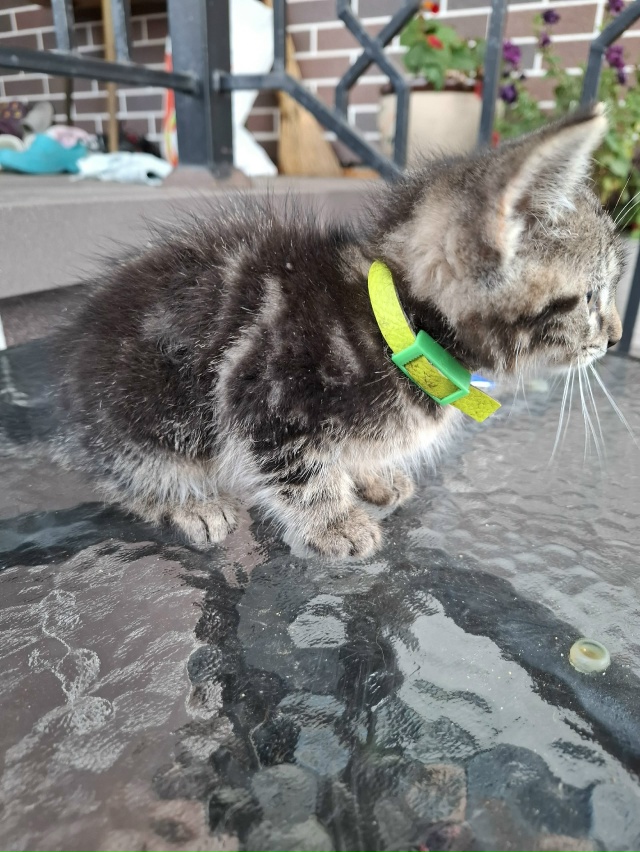 Найден котёнок, домашний, с ошейником. В районе улицы Г?...