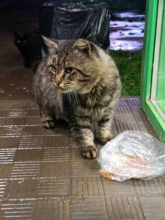 Котика никто не терял? Явно потеряшка чья-то. Хвост обо...