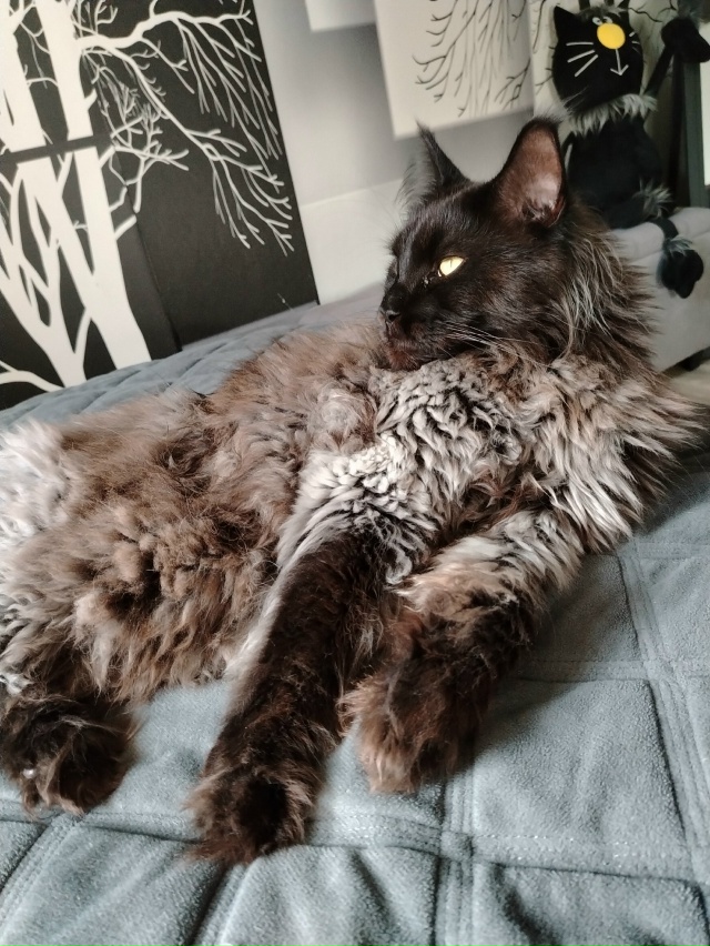 Лапки такие лапки🫶Лексус Милагро Норте приветствует ...