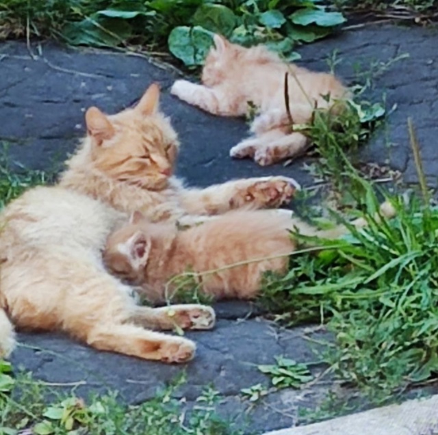 Отдам рыженьких котят, девочка и мальчик, от бездомной ...